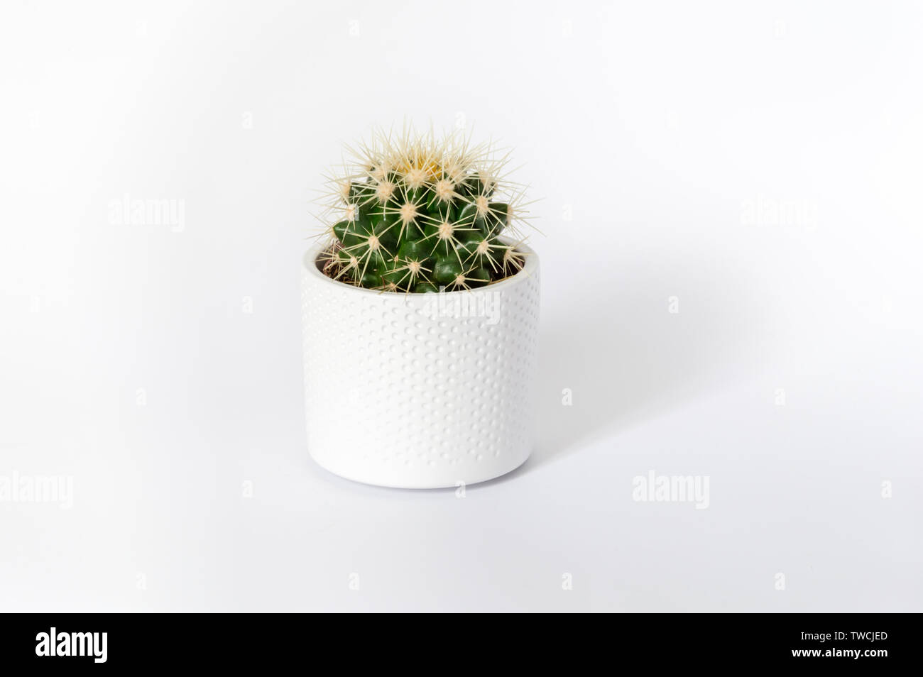 Golden barrel cactus with yellow spikes in white pot isolated on white background. Minimalistic concept Stock Photo