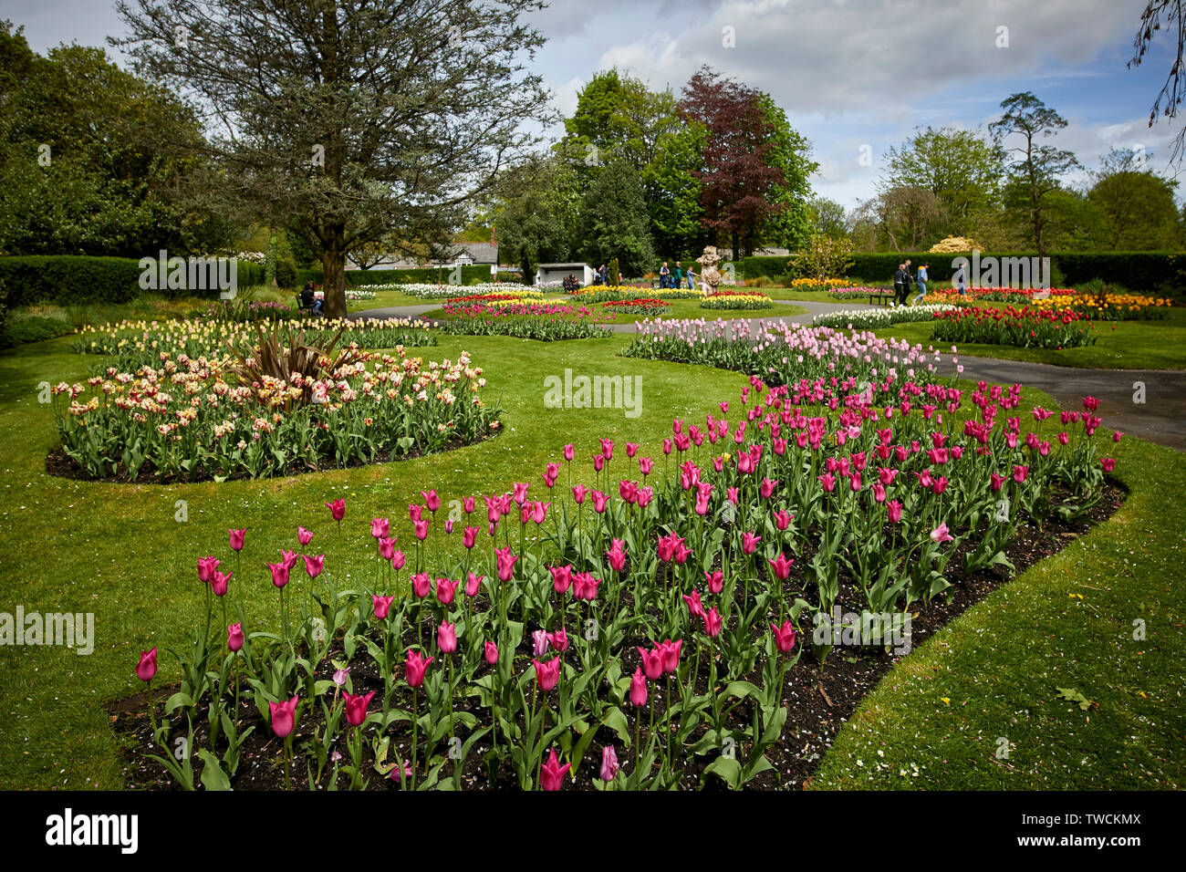Tulip flower beds in bloom at at Stamford Park in Tameside Stock Photo