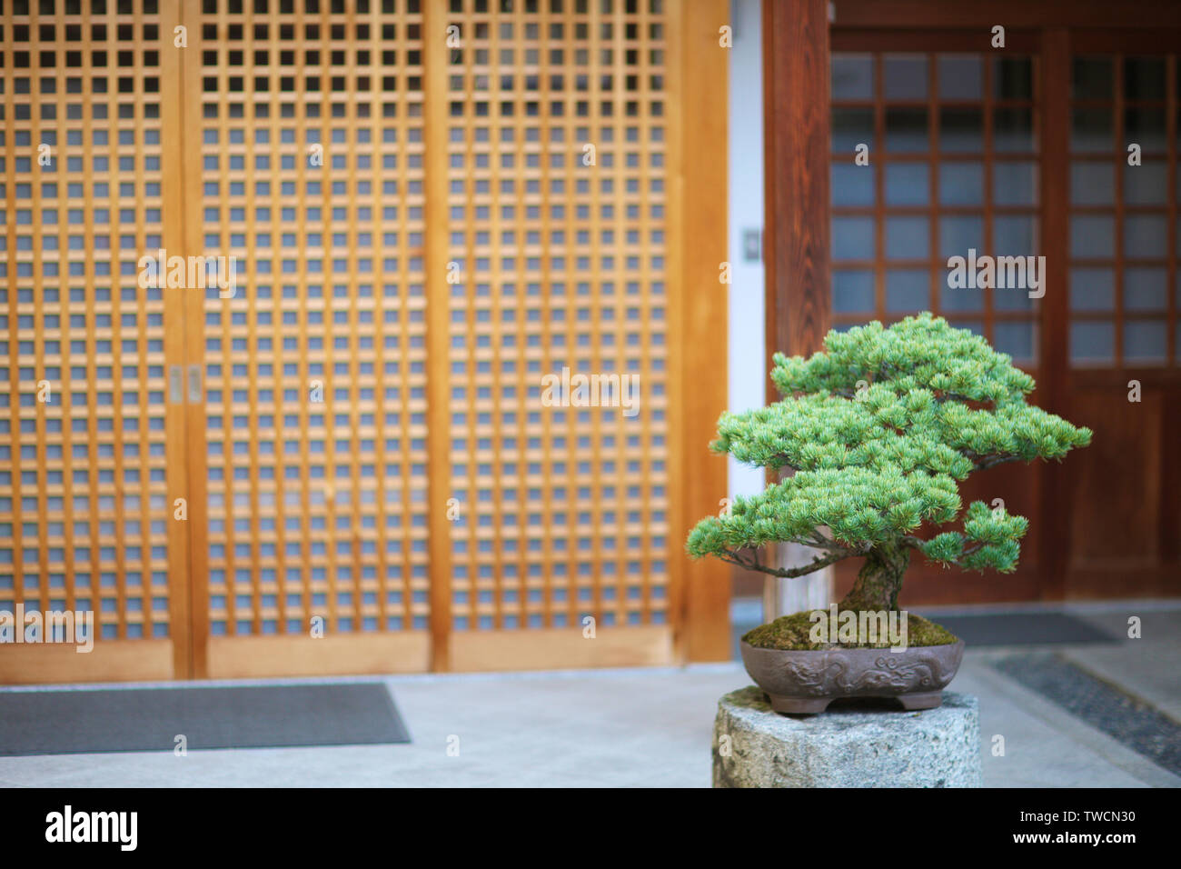 Japanese decorative bonsai tree at the entrance to the temple Stock