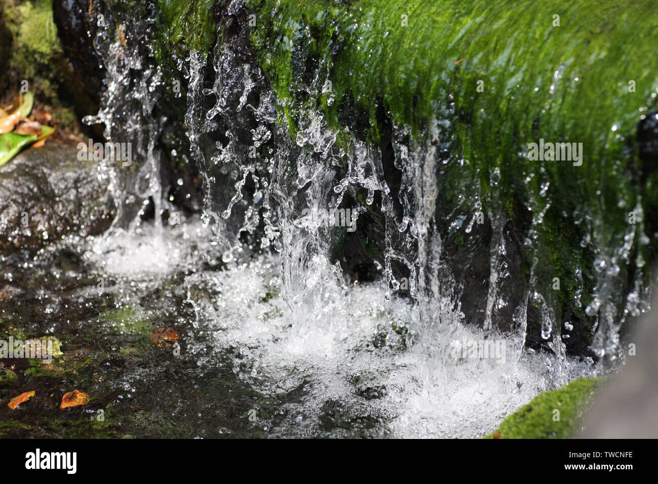 Hanging plants waterfall hi-res stock photography and images - Alamy