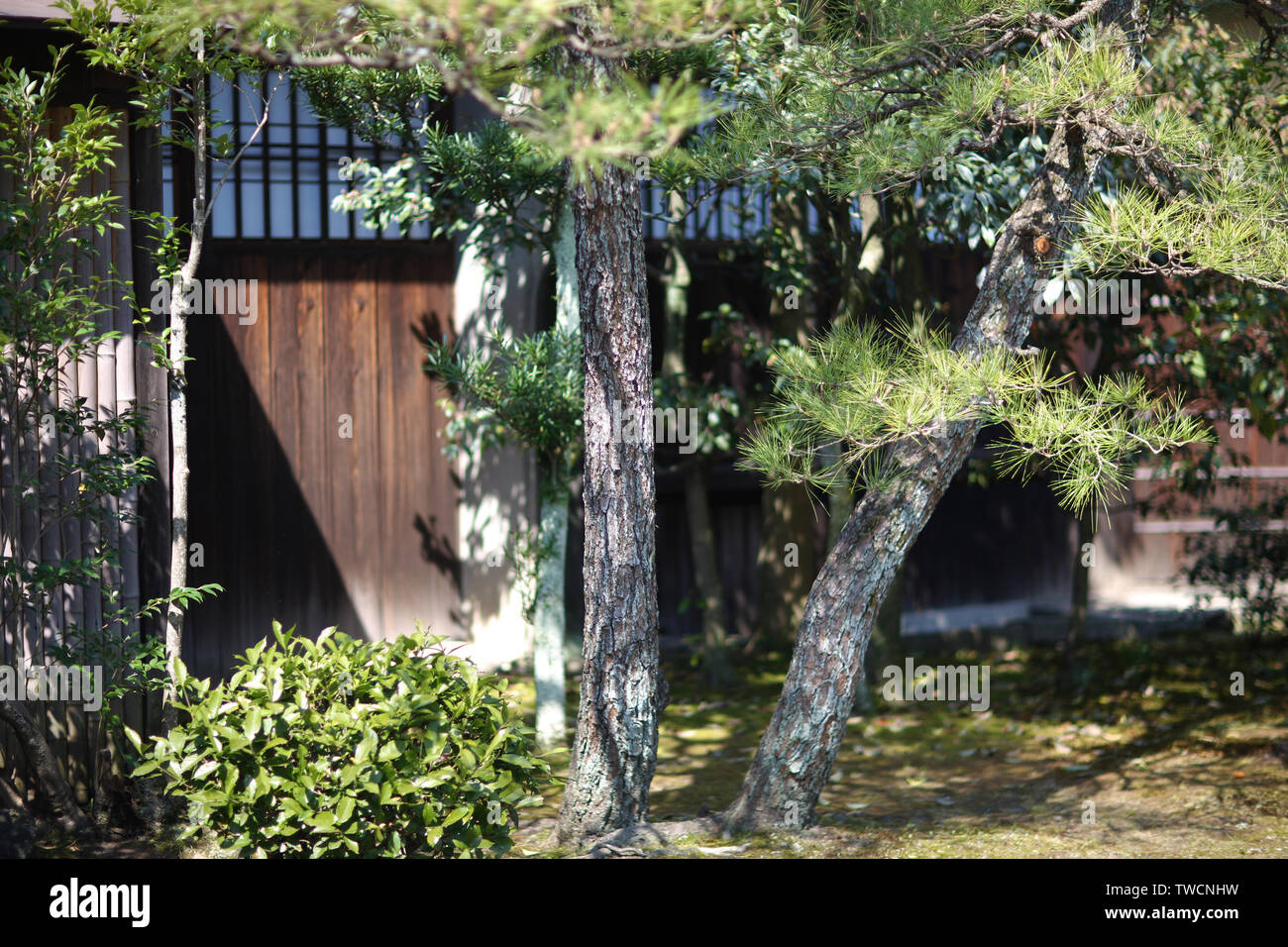 The old evergreen coniferous tree in the Japanese courtyard. Stock Photo