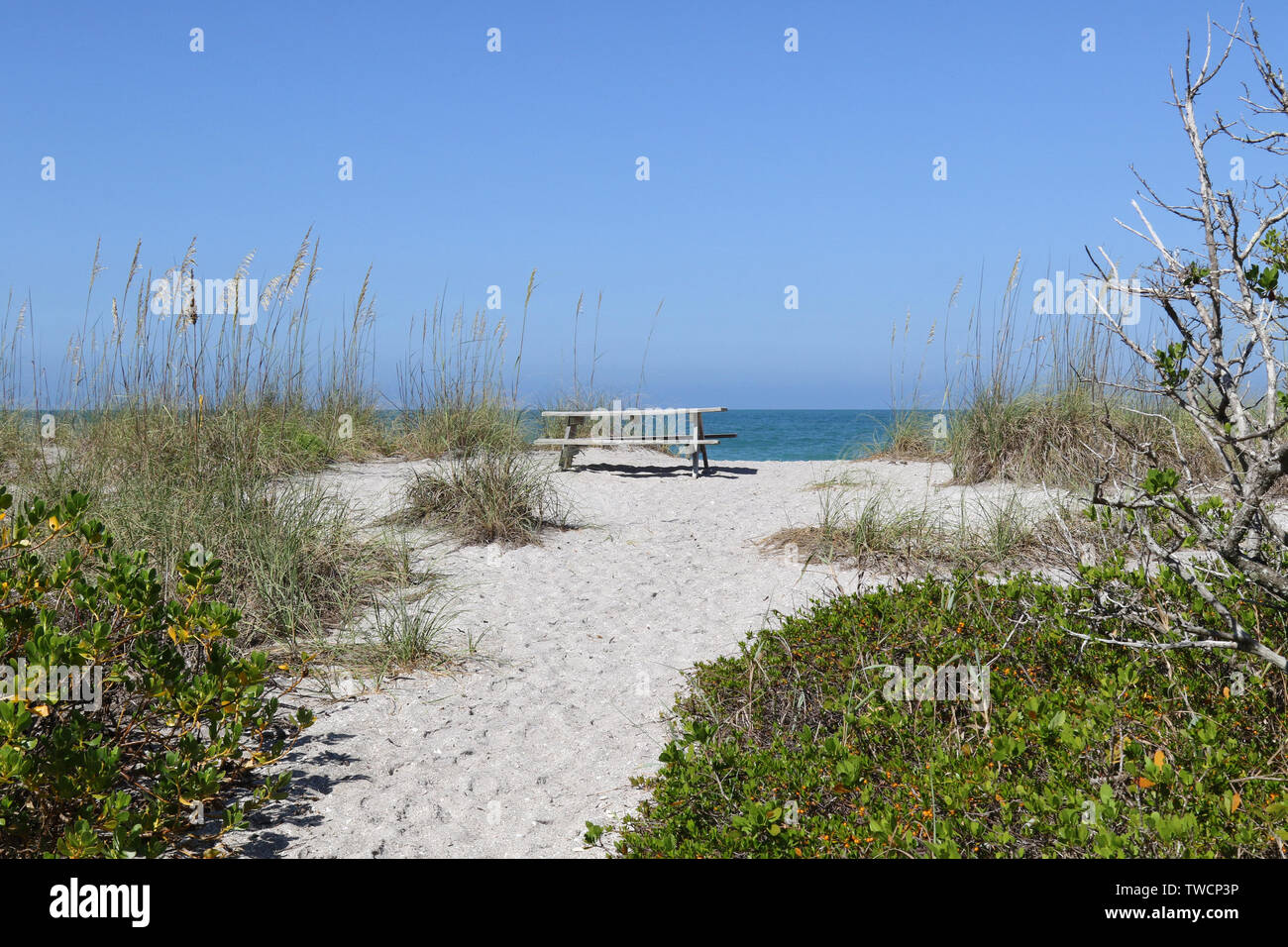 A picnic table in the sand dunes at Stump Pass Beach State Park Florida