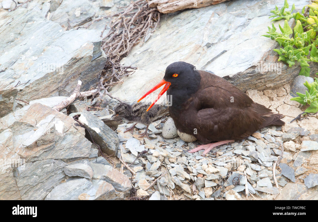 Black oystercatcher at nest one chick and two eggs hires stock
