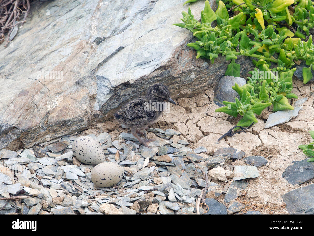 Black oystercatcher chick at nest with two unhatched eggs hires stock