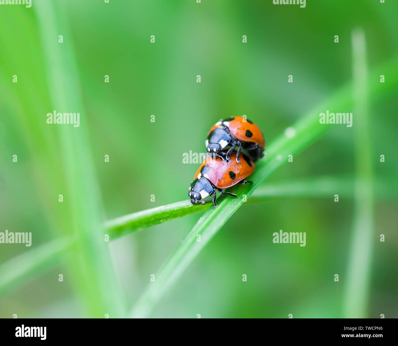 Ladybug mating in nature hi-res stock photography and images - Alamy