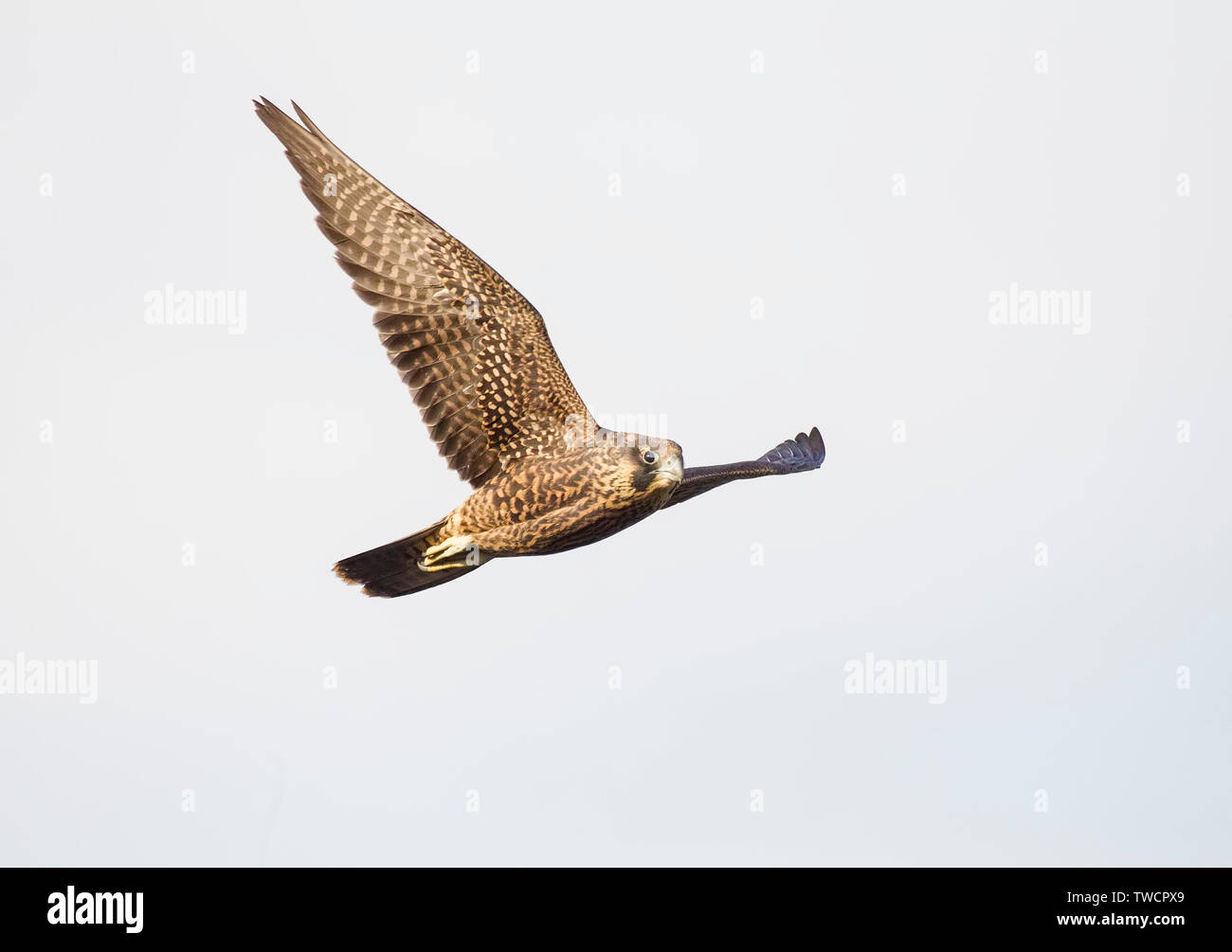 Peregrine Falcon Juvenile in Flight Stock Photo - Alamy