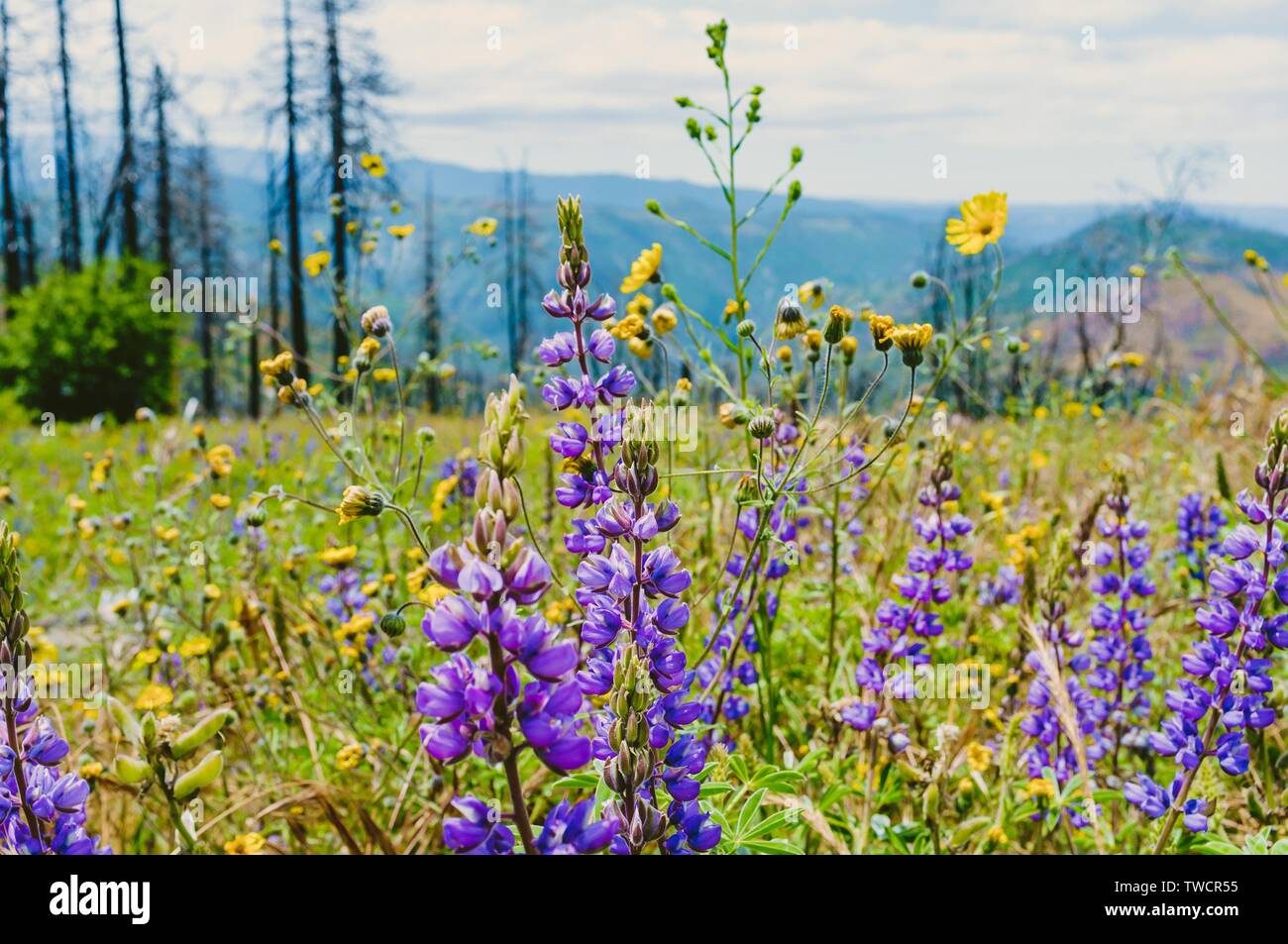 Tall thin flowers hi-res stock photography and images - Alamy