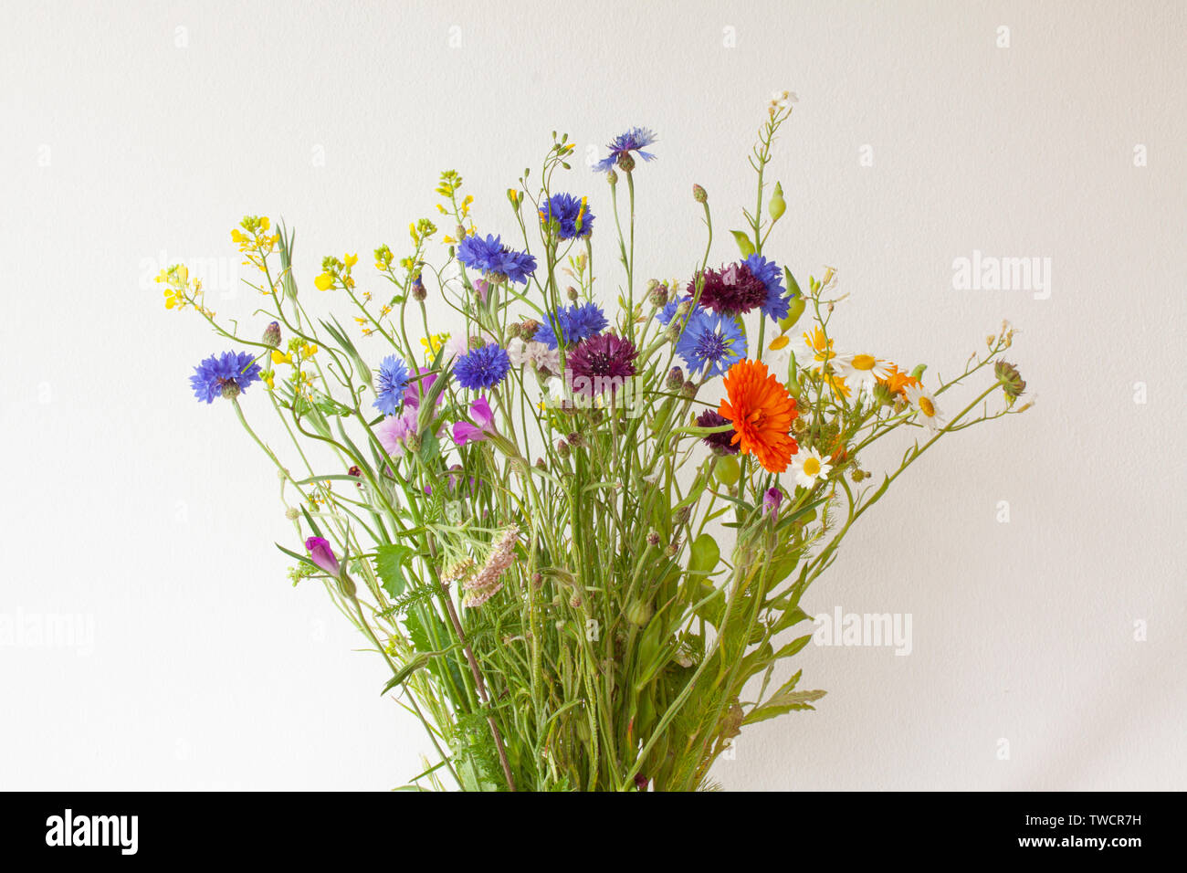 Bouquet of wild flowers from nature on white background Stock Photo - Alamy