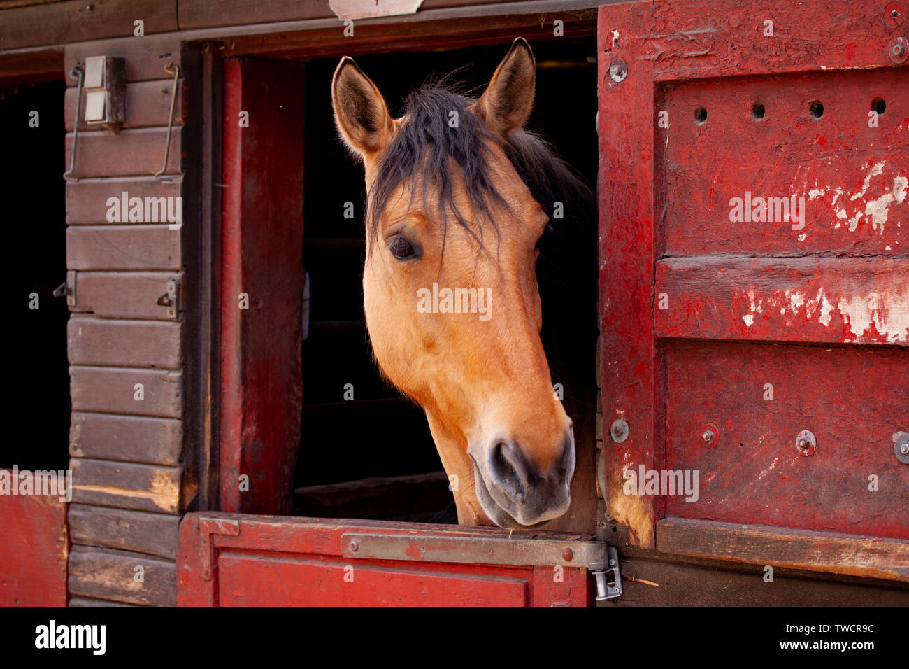 Brown horse standing in the barn with head looking out the stable door