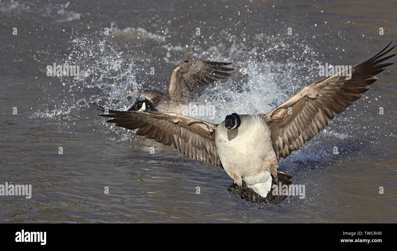 Canadian Goose Stock Photo