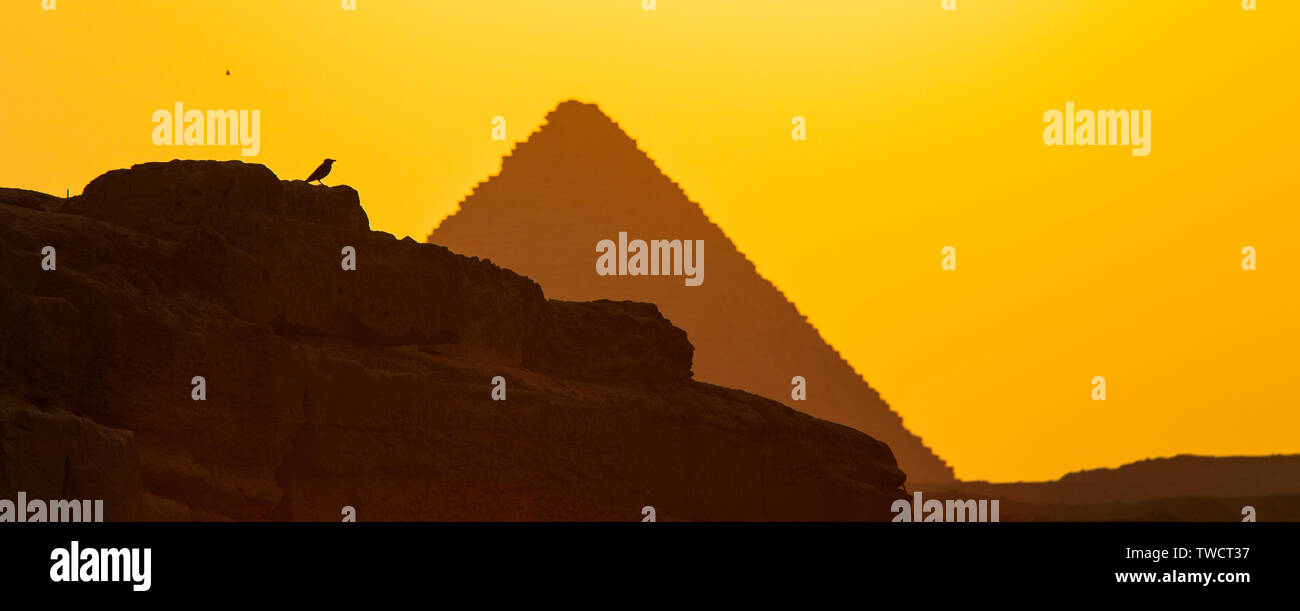 Cuervo y Pirámide, Meseta de Giza, El Cairo, Valle del Nilo, Egipto. Stock Photo