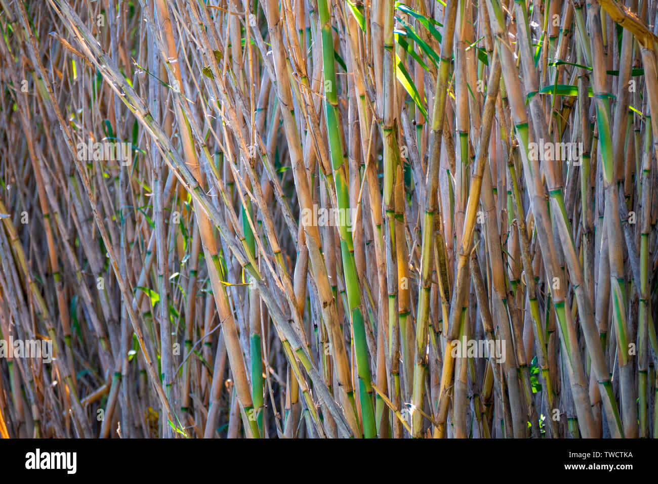 Natural reeds in a natural reserve Stock Photo