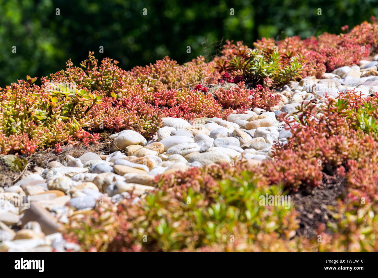 Clorful green living extensive sod roof detail covered with vegetation mostly tasteless stonecrop, sunny summer day Stock Photo