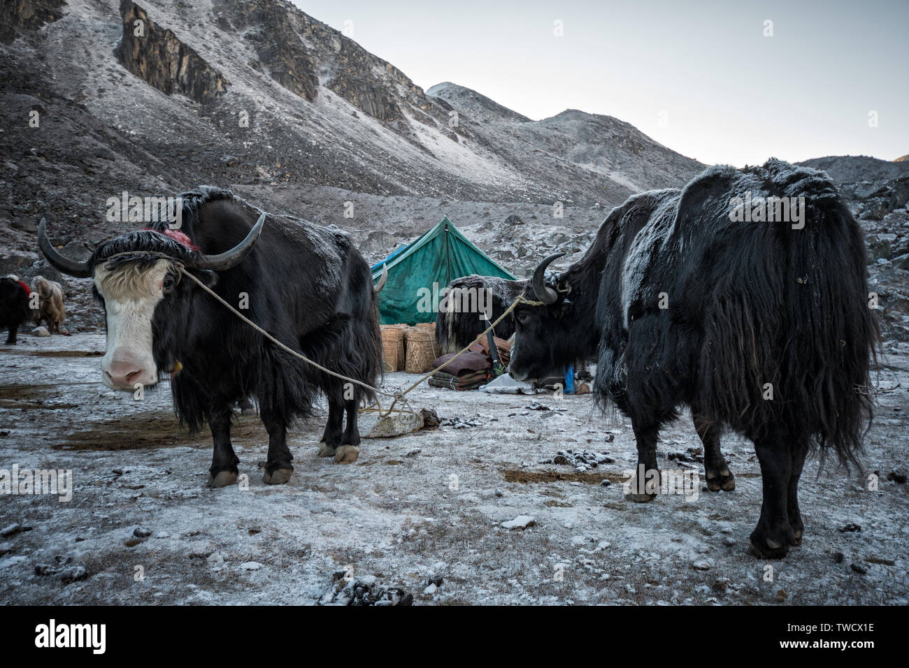 Yaks at the bivouac of Jichu Dramo, Wangdue Phodrang district, Snowman Trek, Bhutan Stock Photo