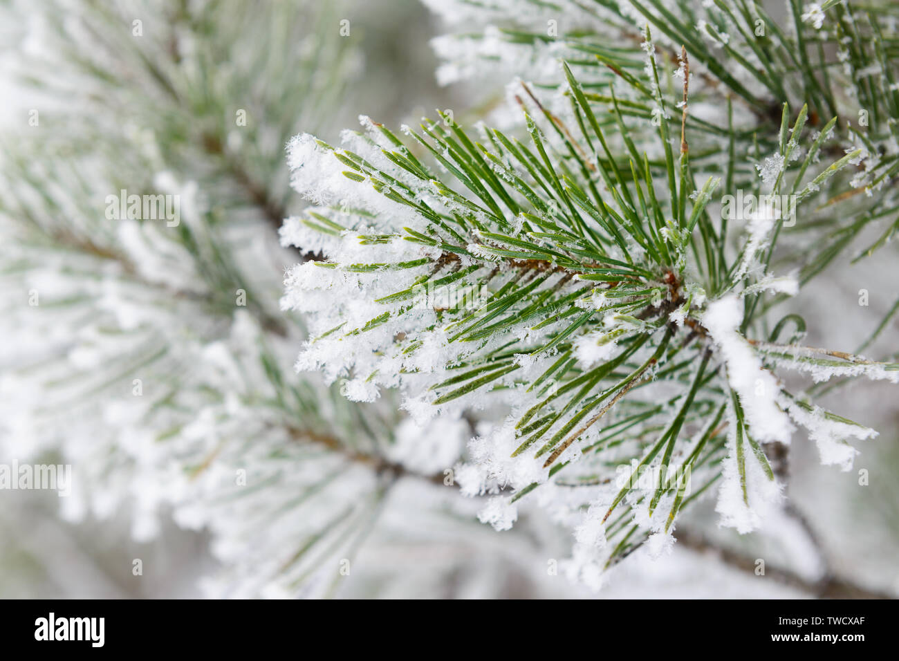 Christmas background with pine needles covered by snow Stock Photo - Alamy