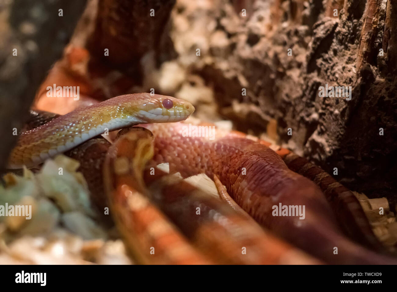 Corn snake or Pantherophis guttatus in zoo tank close Stock Photo Alamy