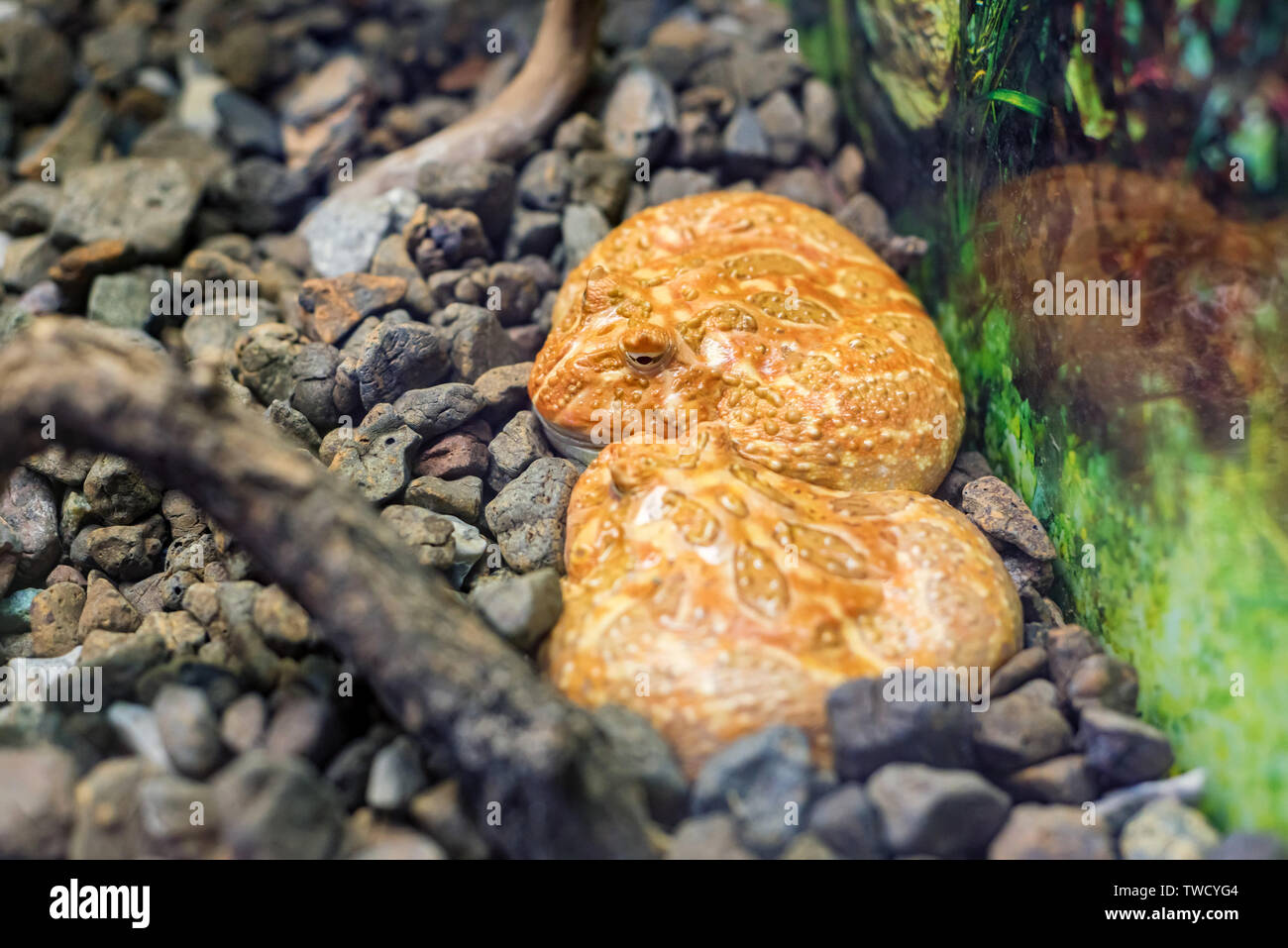 Two Argentine Horned Frog or Ceratophrys ornata in tank close view Stock Photo