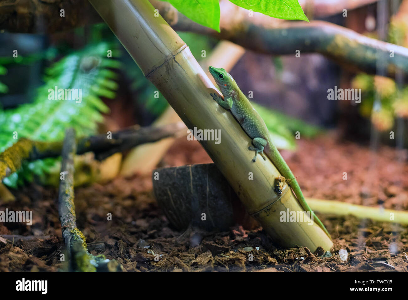 Cute small green gecko of Phelsuma genus in tank Stock Photo