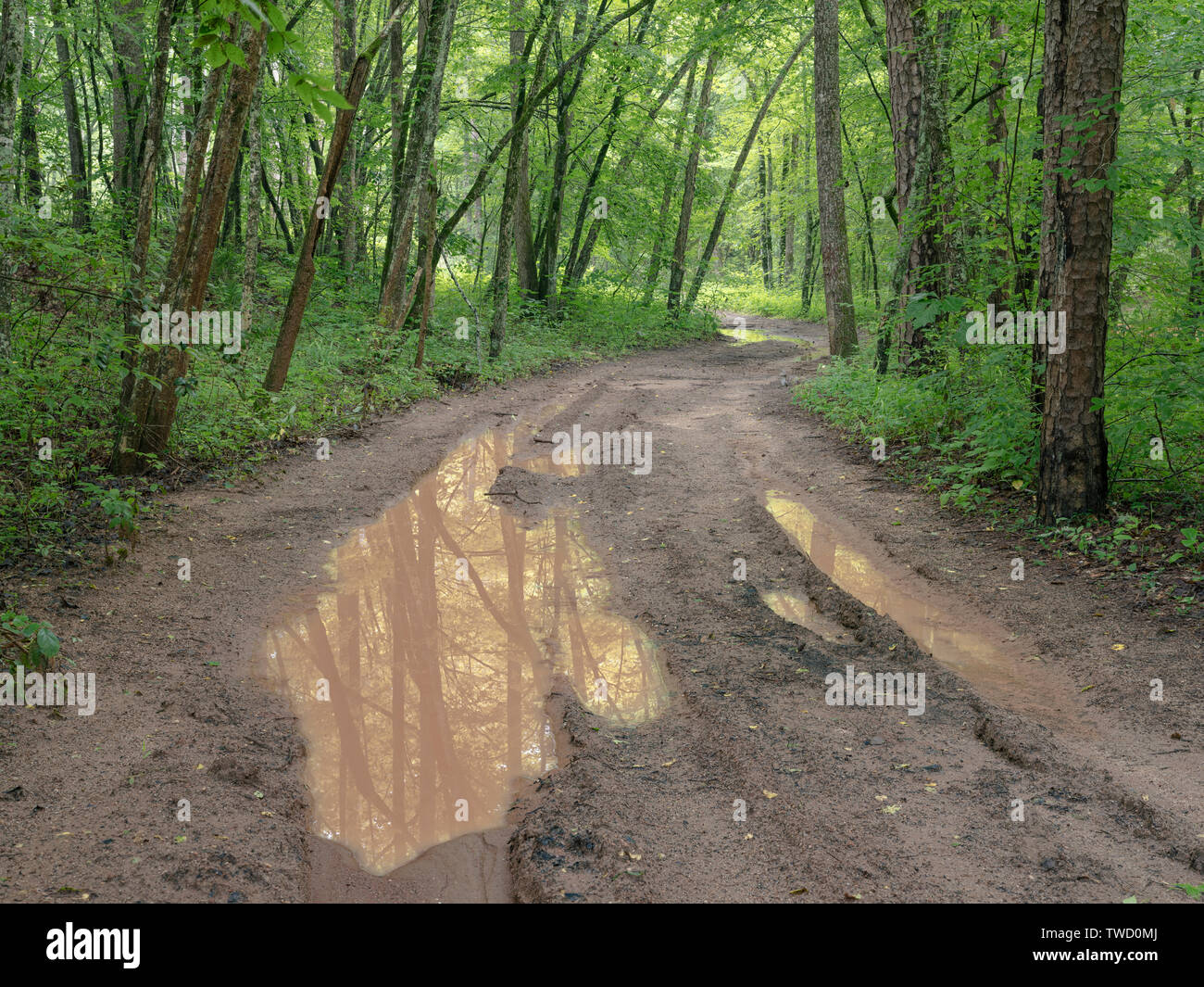 Muddy road with puddles through woods. A difficult to travel wet dirt road. Stock Photo