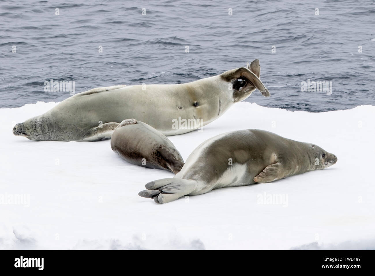 Adult crabeater seals hires stock photography and images Alamy