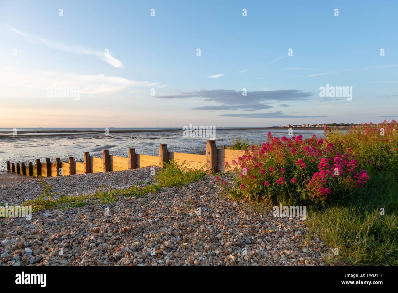 Shingle Wildflowers Hi res Stock Photography And Images Alamy