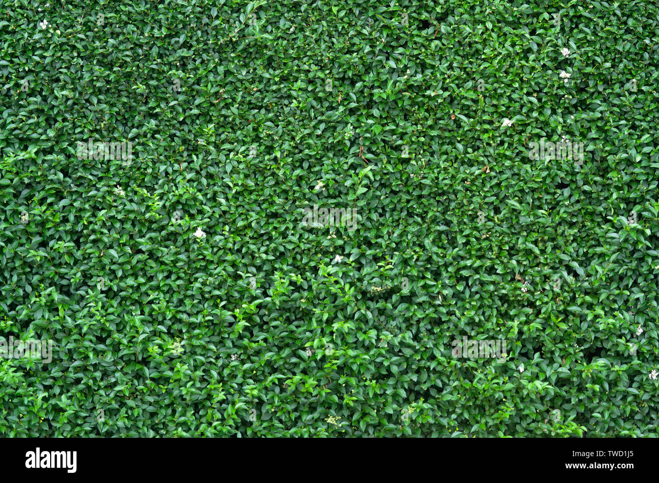 Green leaves wall texture for backdrop design Stock Photo