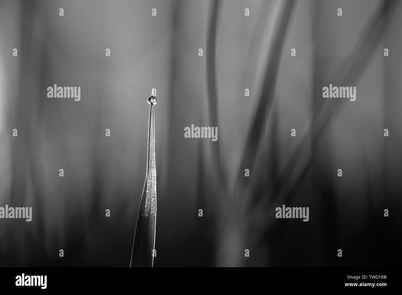 Water bead on tall grass backlit at sunrise Stock Photo Alamy
