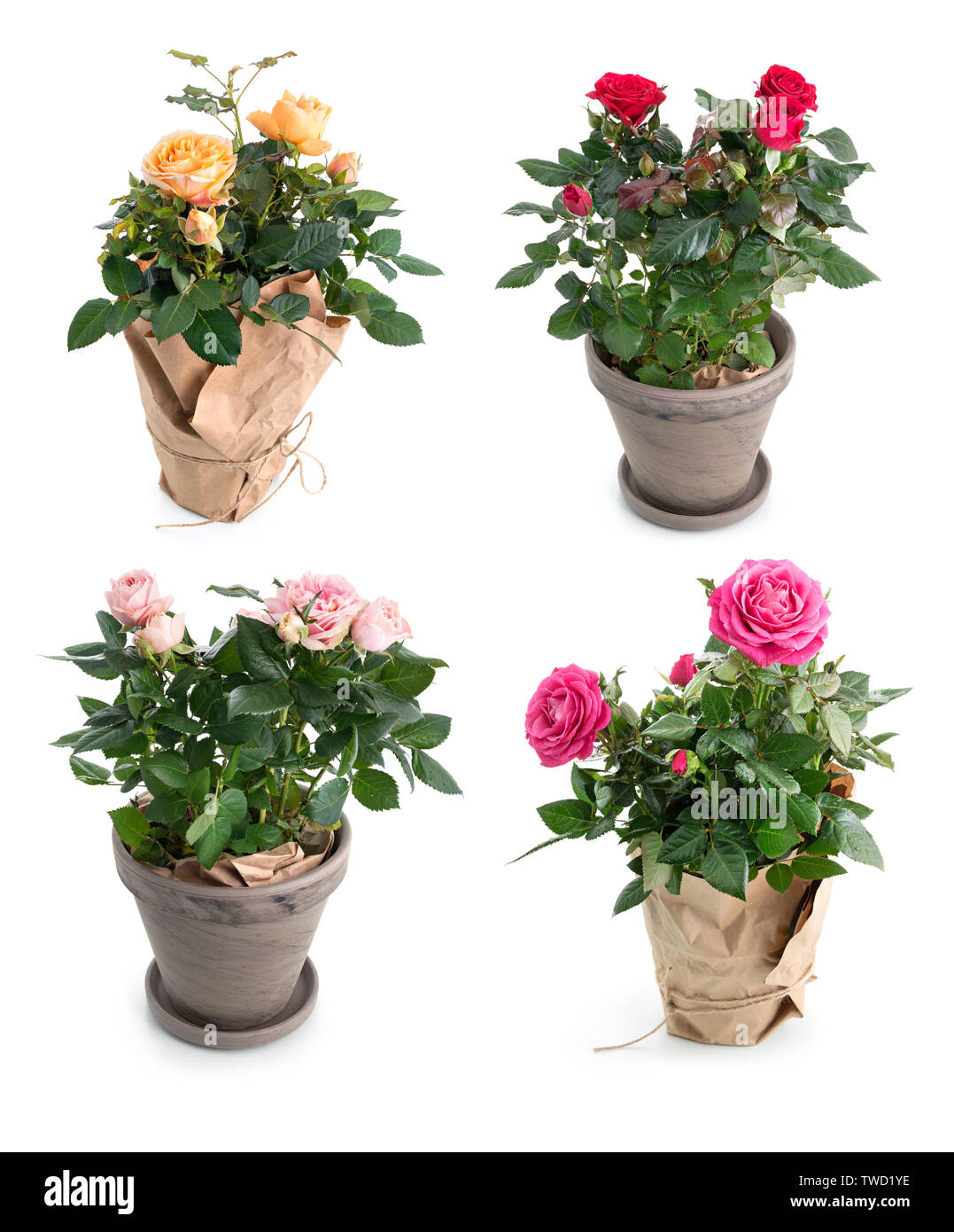 Set of rose flowers in pots isolated on white background Stock Photo ...