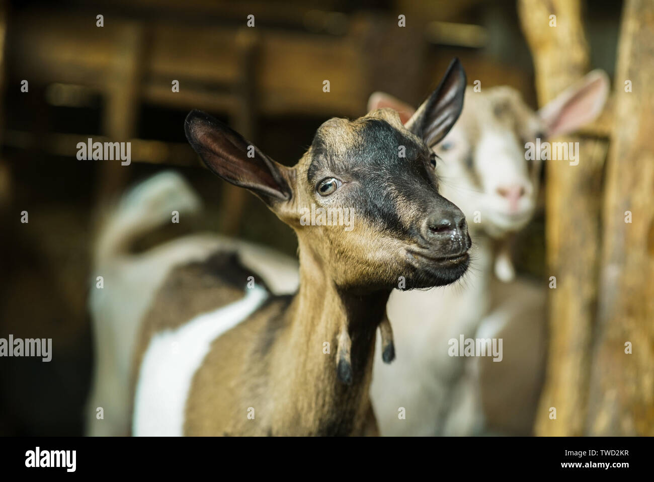 Two young goats Stock Photo