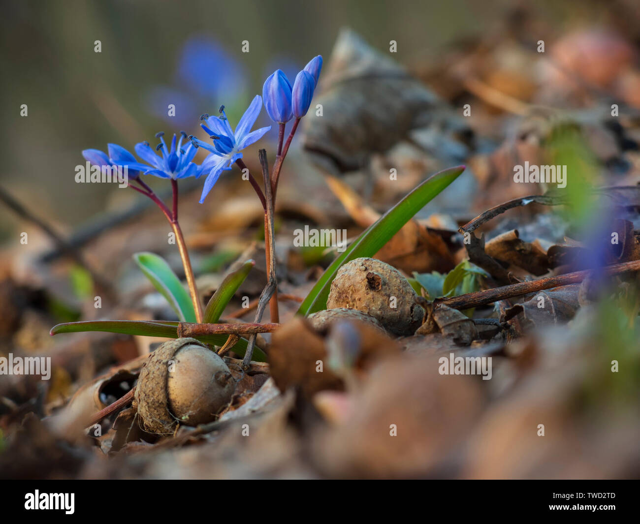 Bluebells and acorns. First spring flowers in the forest Stock Photo