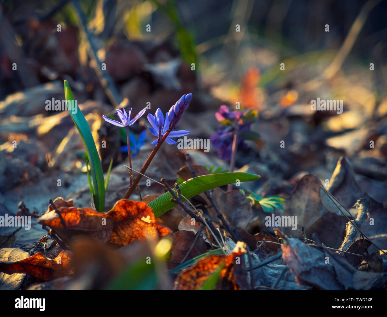 Blue snowdrops in the sunny spring forest. Beautiful spring scene Stock Photo