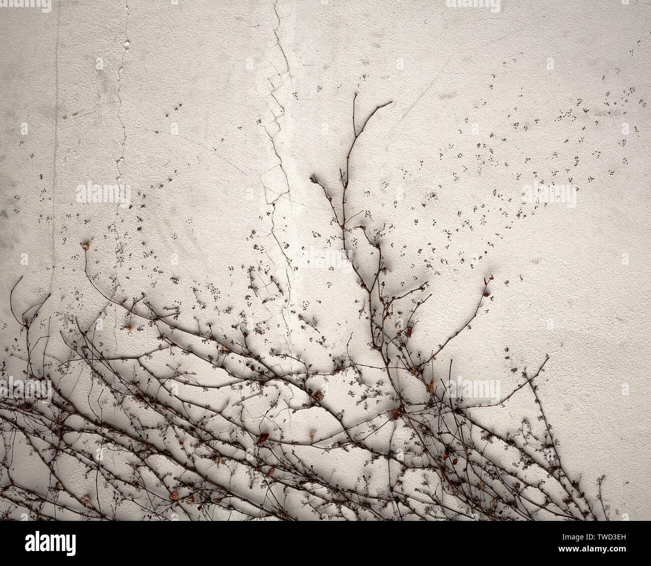 black dry loach on white plaster wall texture closeup Stock Photo