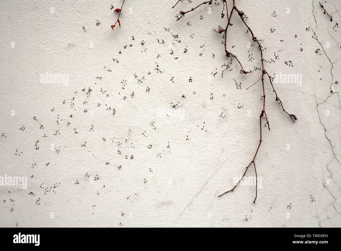 black dry loach on white plaster wall texture closeup Stock Photo
