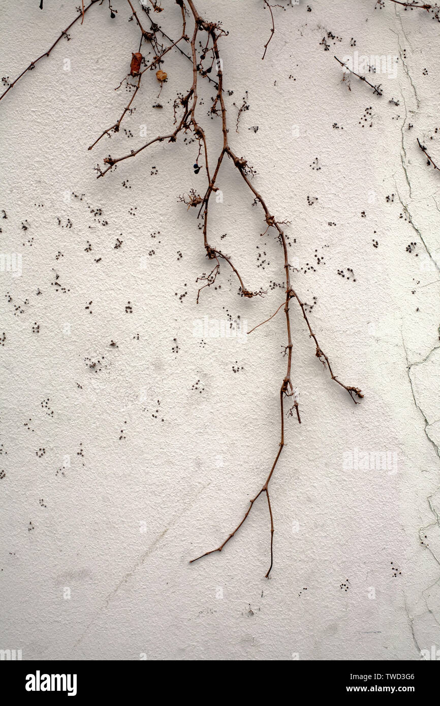 black dry loach on white plaster wall texture vertical closeup Stock Photo