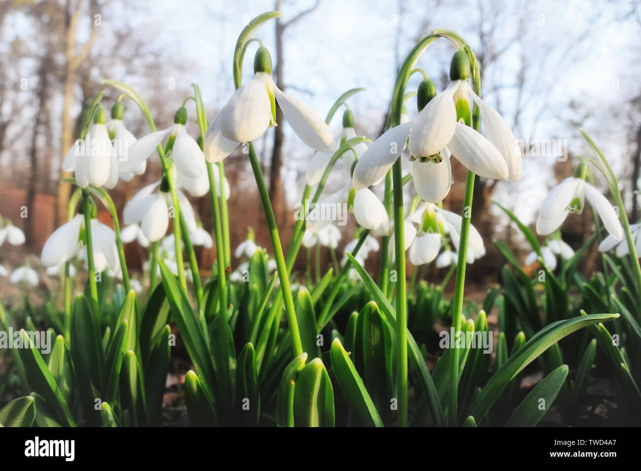 Open for winter garden hi-res stock photography and images - Alamy
