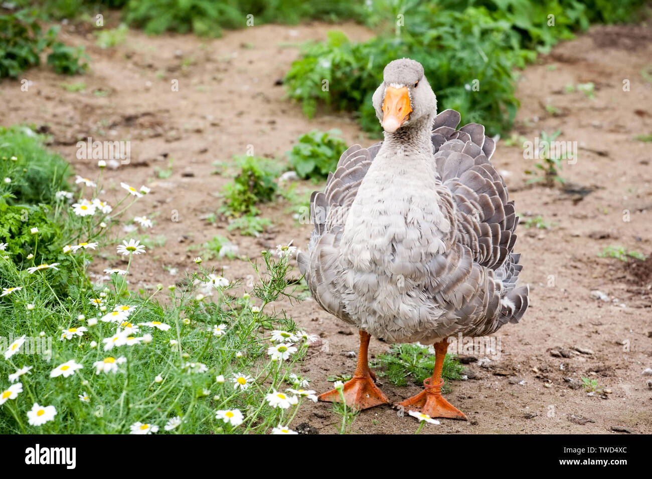 gray fat goose full-size closeup view on summer green background Stock Photo
