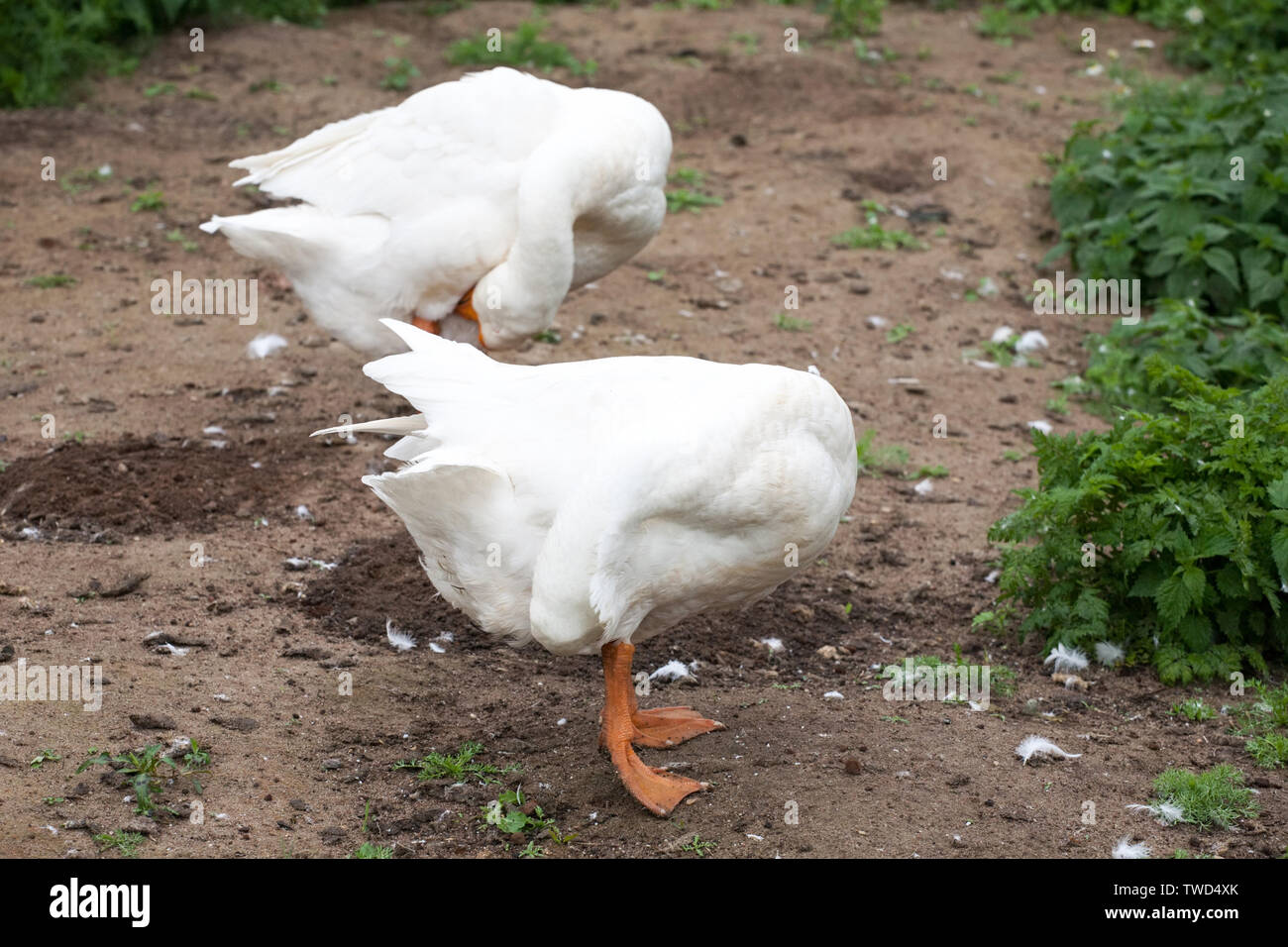 two white geese on summer outdoor background Stock Photo