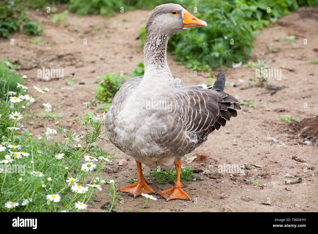 gray goose full-size view on summer outdoor background Stock Photo