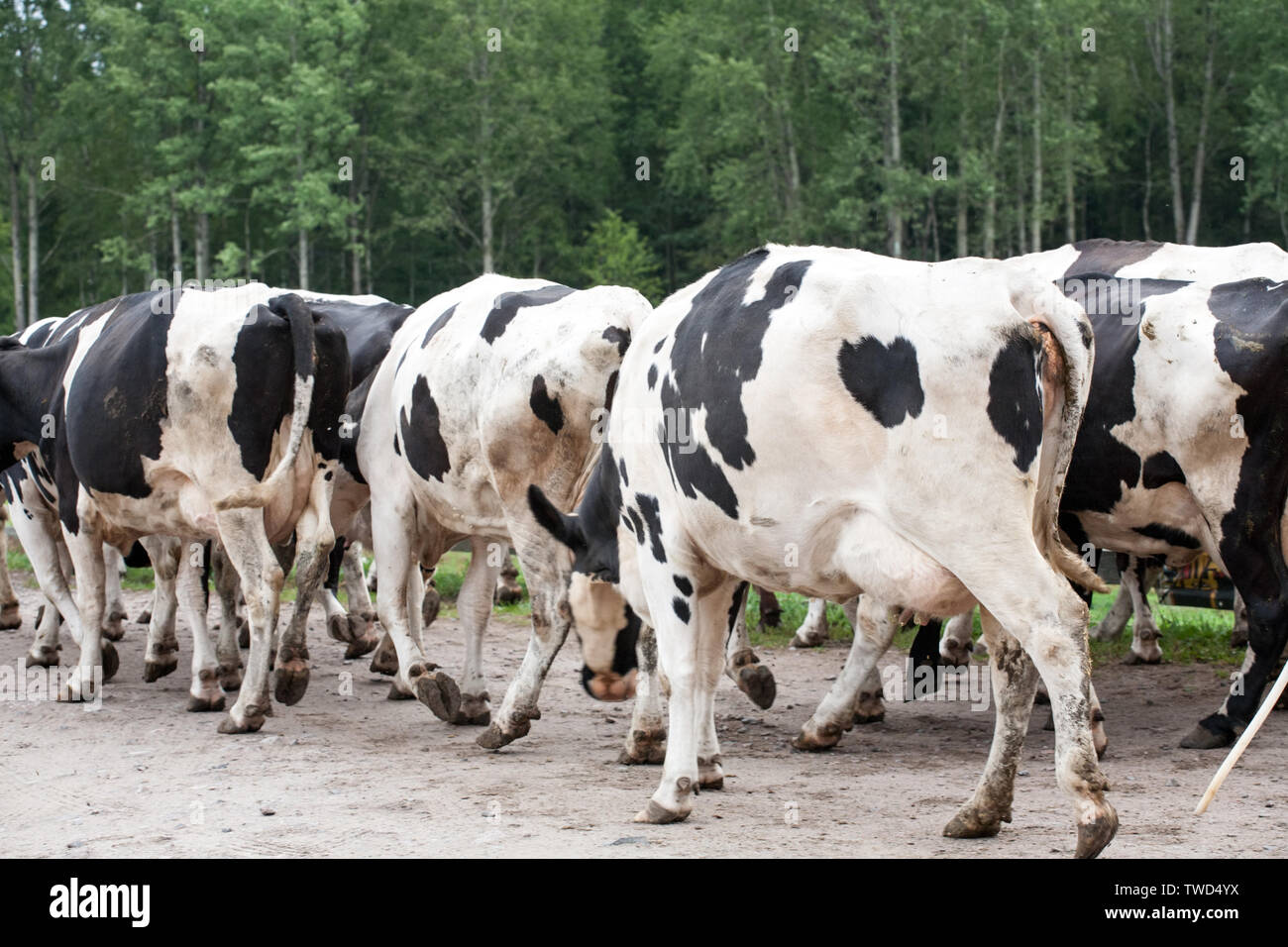 herd of cows walking down the road Stock Photo