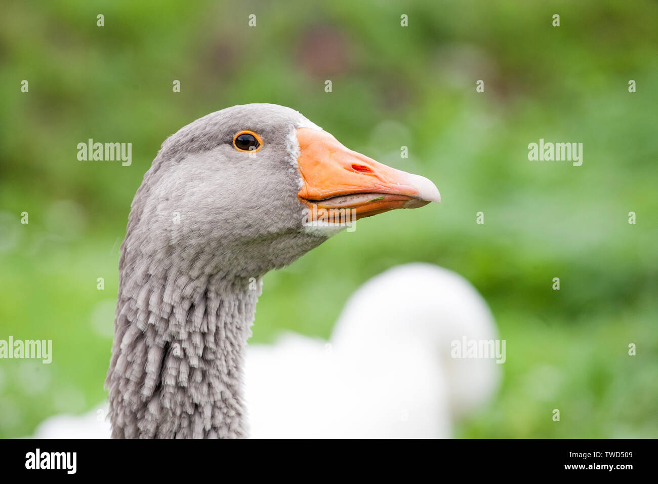 gray goose head closeup view on green grass summer outdoor background Stock Photo