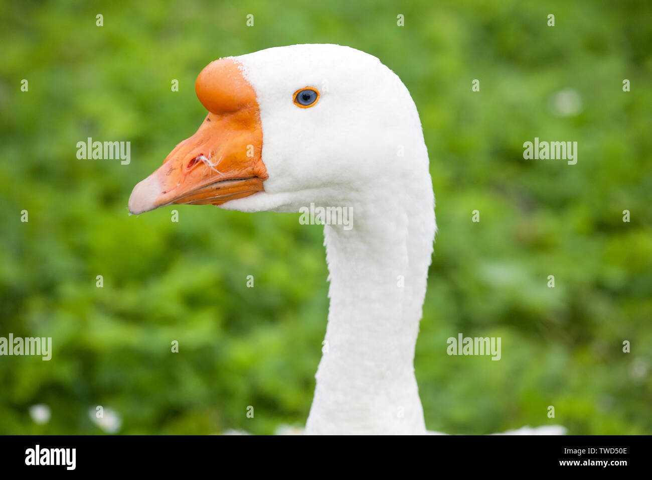 white goose head closeup on green grass meadow background Stock Photo