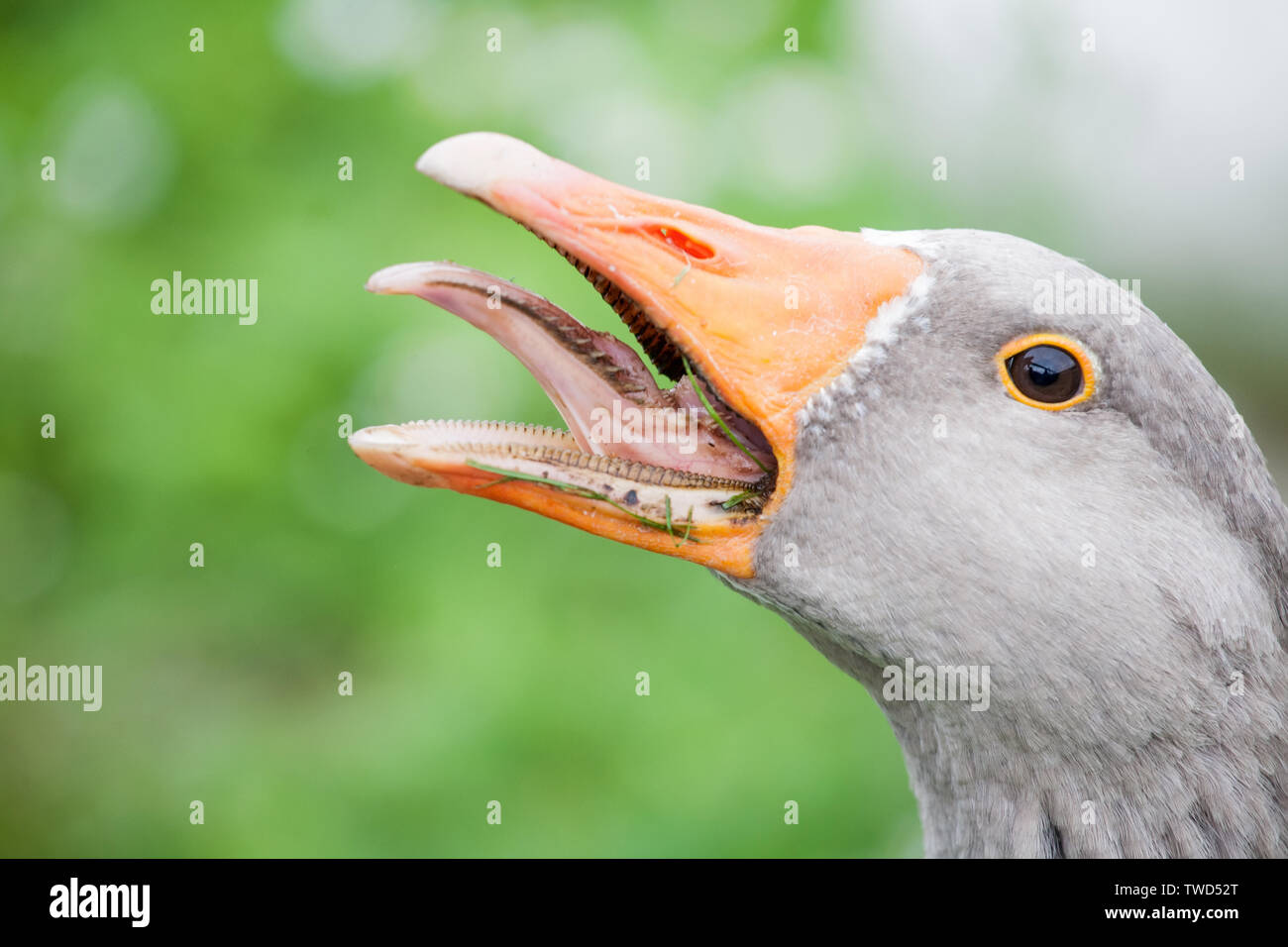 gray goose head with open beak side view closeup Stock Photo