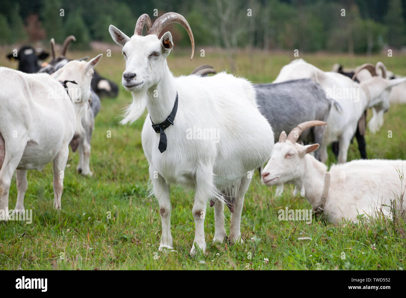 white goat standing on pasture outdoor background full-size view Stock Photo