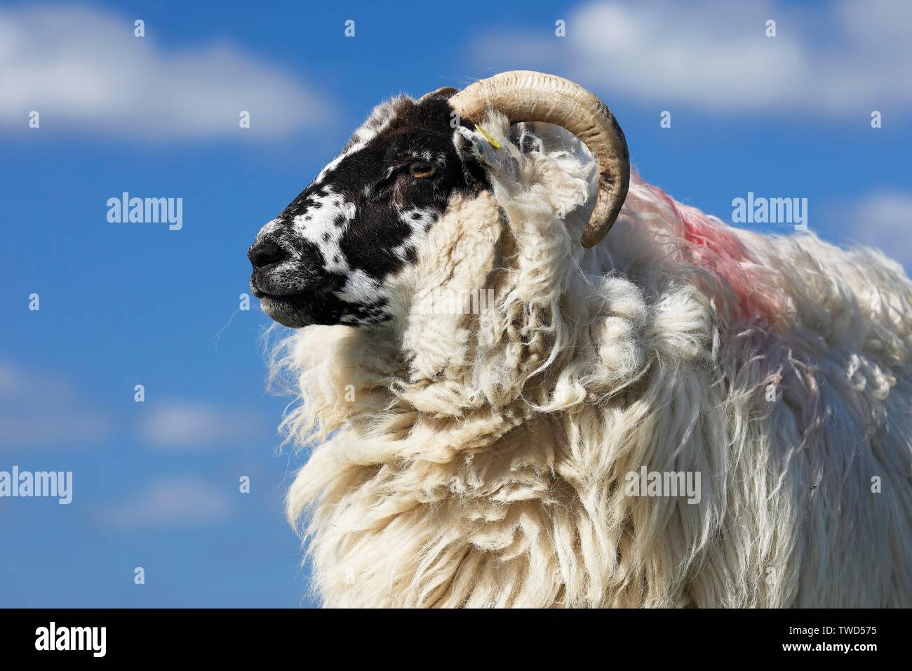 Domestic long-haired ram (Ovis gmelini aries) against blue cloudy sky, animal portrait, Schleswig-Holstein, Germany Stock Photo