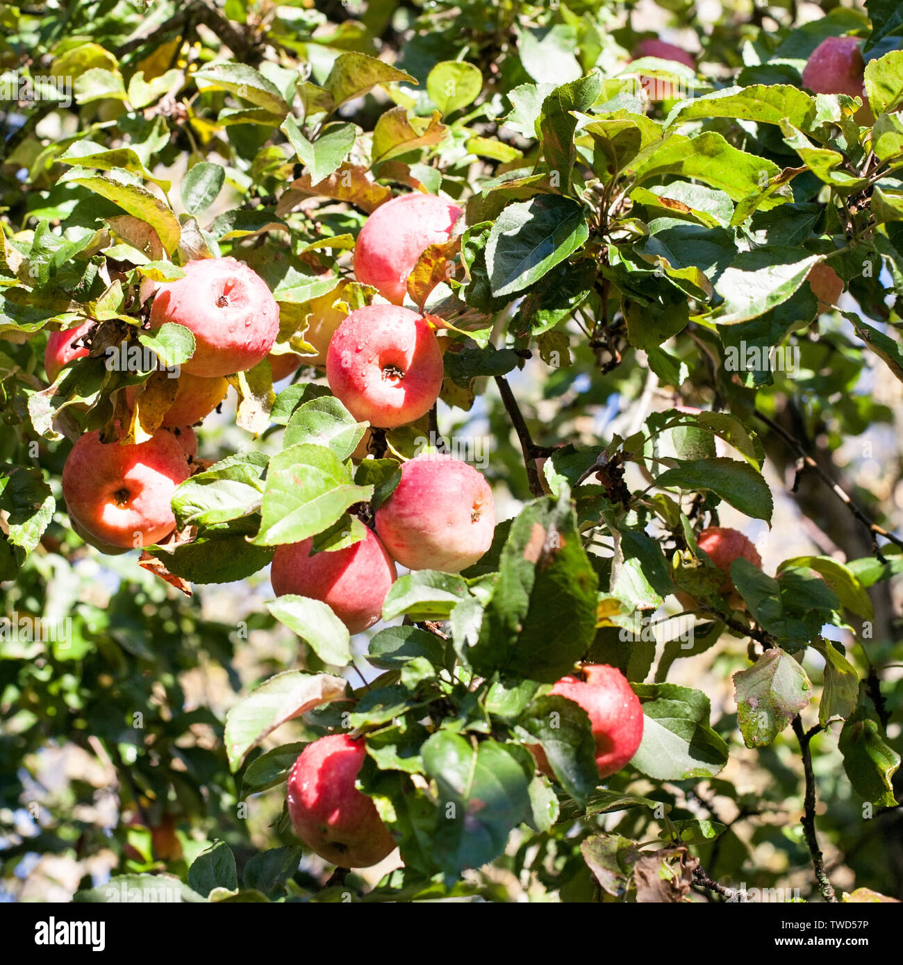big red apples on orchard tree branches Stock Photo