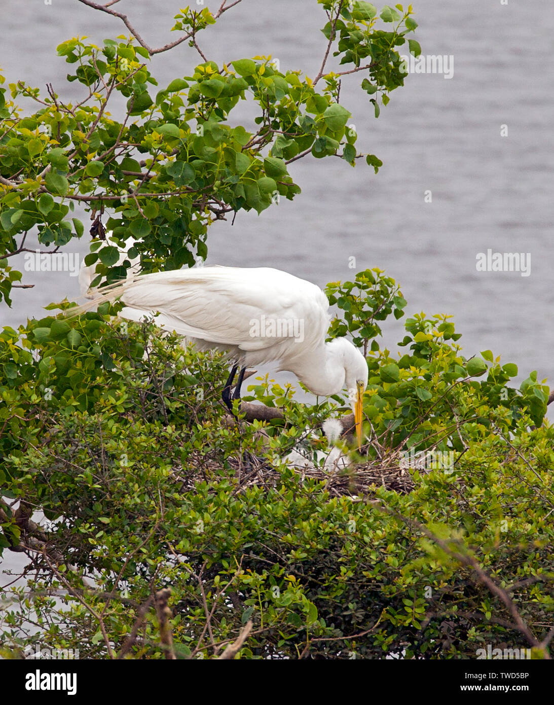 A Great (Common) Egret approaches her chicks in a protected natural rookery, Smith Oaks Bird Sanctuary, High Island, Texas. Stock Photo