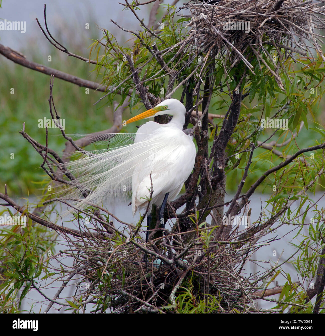 Great (Common) Egret alert in its nest at the Smith Oaks Bird Sanctuary Rookery , High Island, Texas. Note lime green breediing facial color and blue Stock Photo