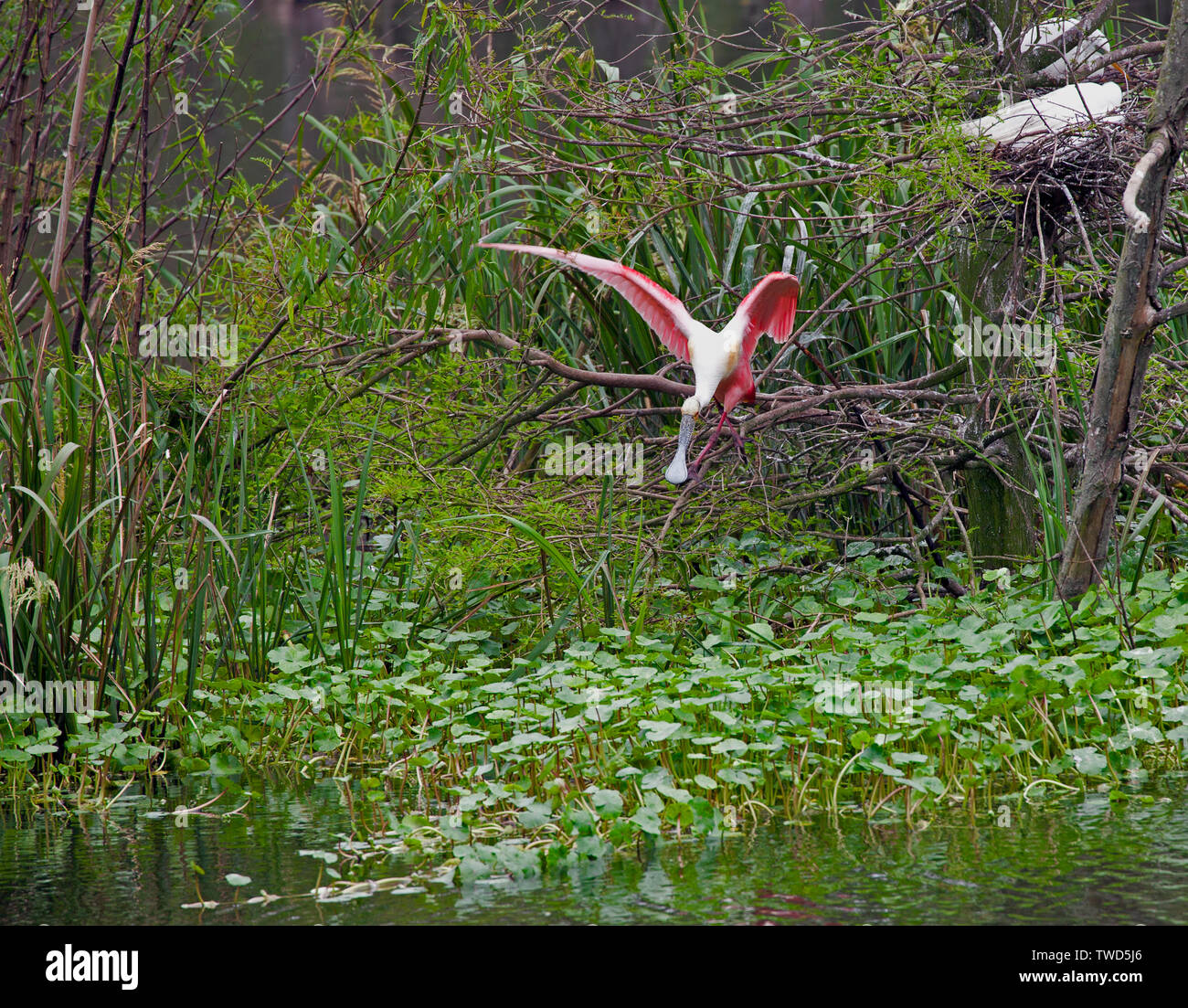 A hungry Roseate Spoonbill spots prey in the vegetation surrounding the protected rookery at Smith Oaks Bird Sanctuary, High Island, Texas. Stock Photo