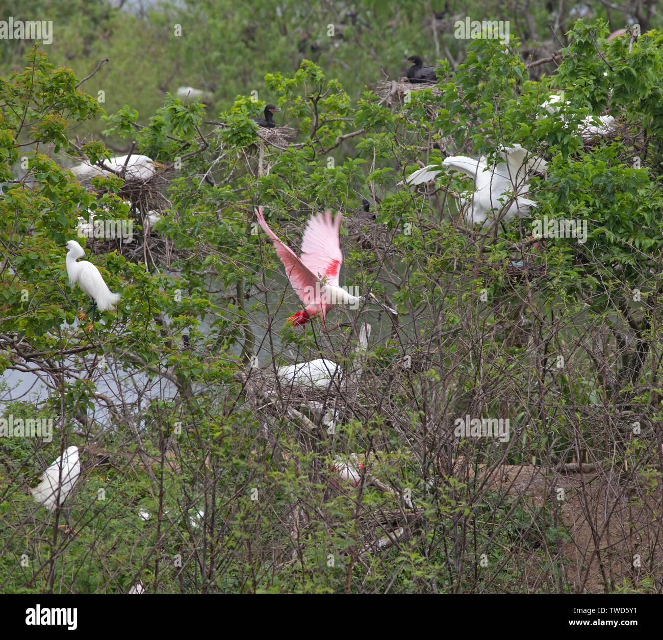 Roseate Spoonbill on the wing at Smith Oaks Bird Sanctuary, High Island, Texas.Surrounding nesting birds include Great (common, white) Egrets  and Neo Stock Photo