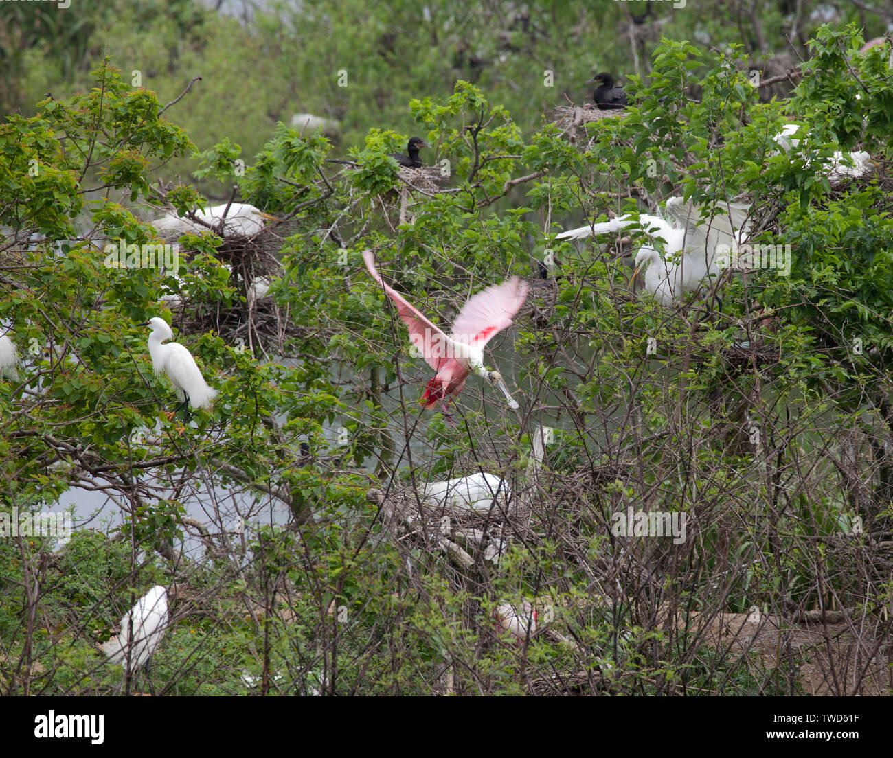 Roseate Spoonbill on the wing at Smith Oaks Bird Sanctuary, High Island, Texas.Surrounding nesting birds include Great (common, white) Egrets  and Neo Stock Photo